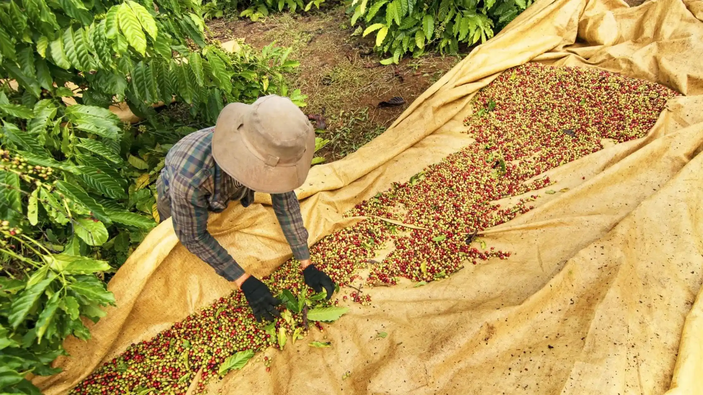 Blog: Agricultural Tour In Vietnam – More Than Just Rural Tourism